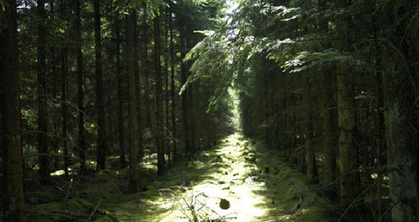 CF005960.jpg